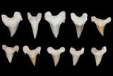 Lot - to Fossil Shark Teeth (Restored Roots) - Pieces #149006-1